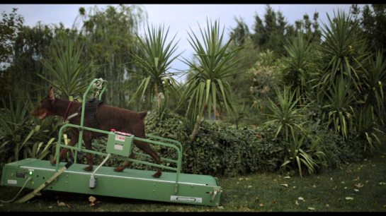Washingtonia - Κωνσταντίνα Κοτζαμάνη 01