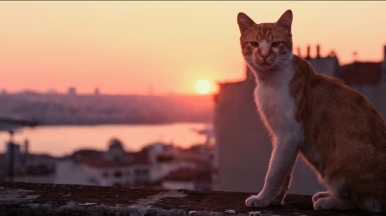 Kedi 02